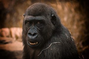 gorilla, monkey, primate-3606881.jpg